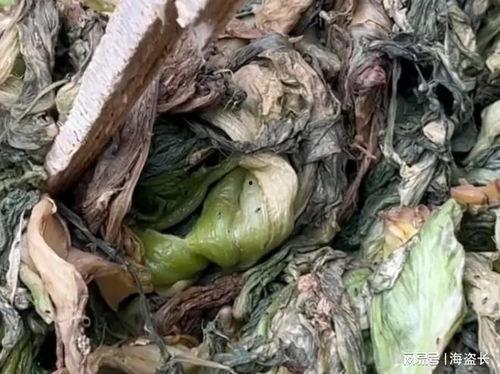 爆料汕头腌菜视频播放下载  第2张